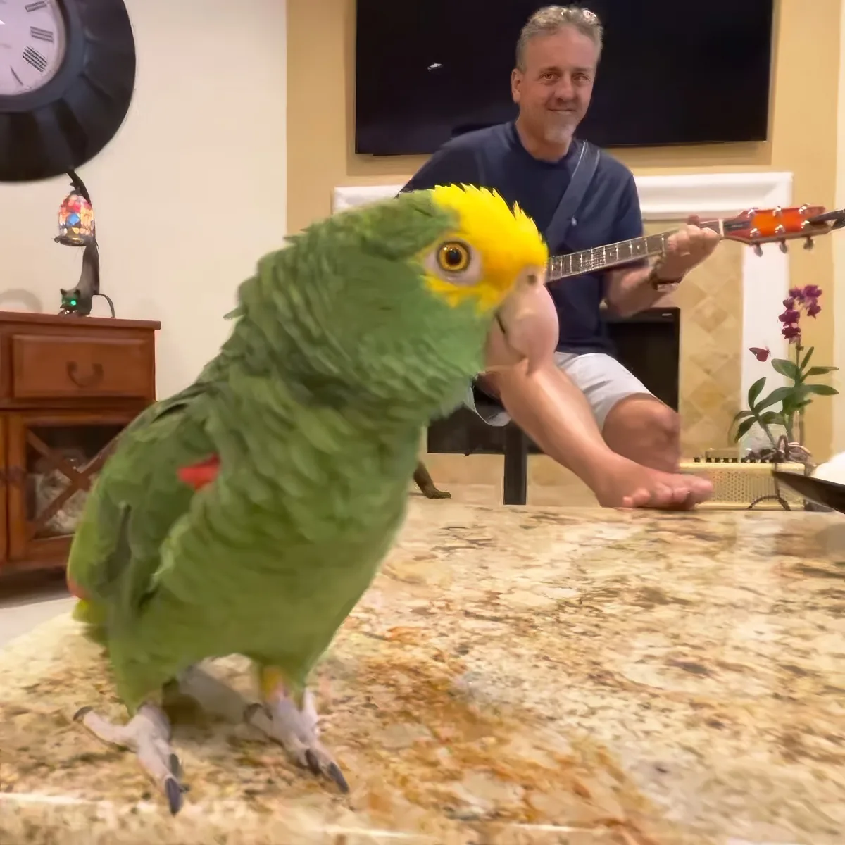 A green parrot with a yellow head perches on a marble countertop, while a man plays guitar in the background.