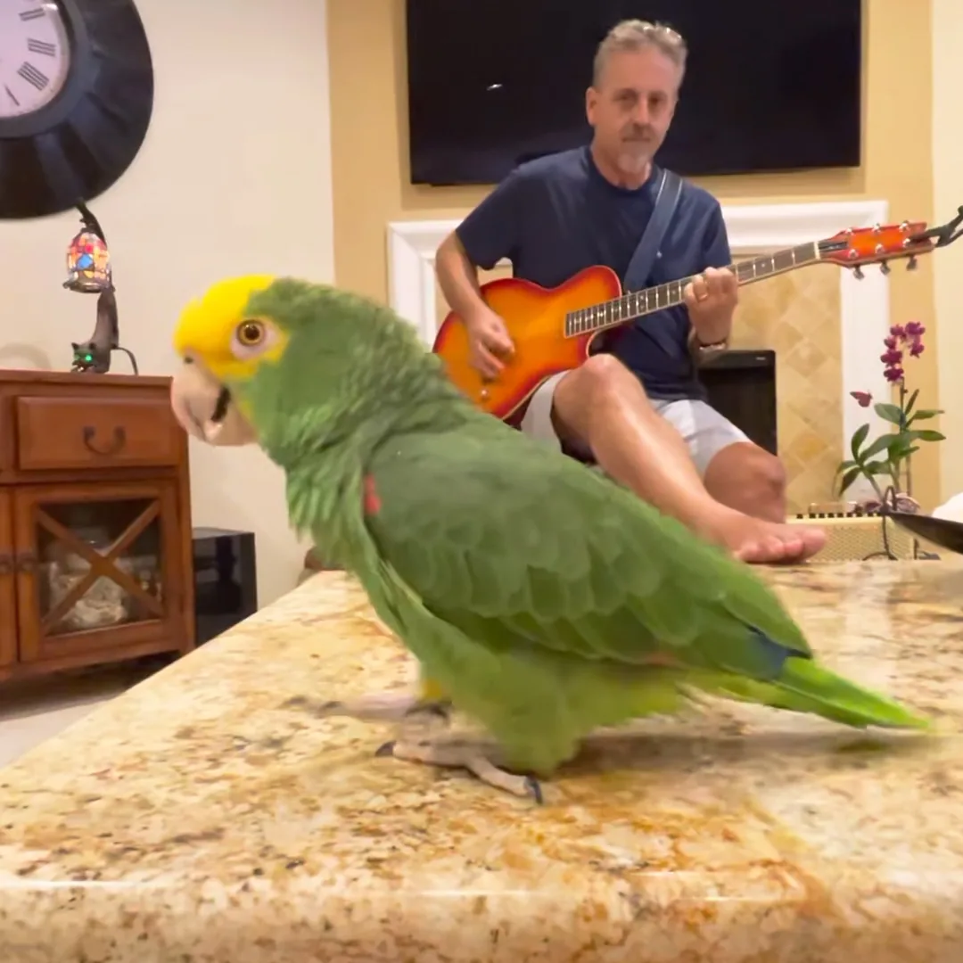 A vibrant green parrot perches on a granite countertop, with a man playing guitar in the background.