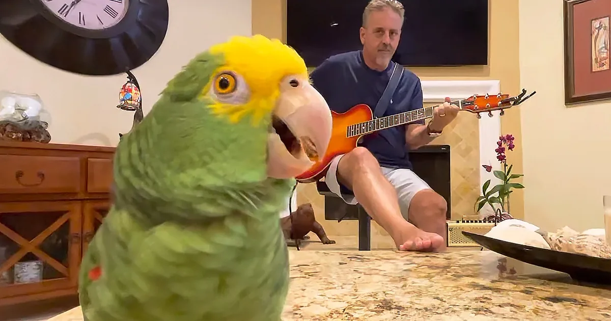 Billy Idol Singing Parrot Steals the Internet's Collective Heart