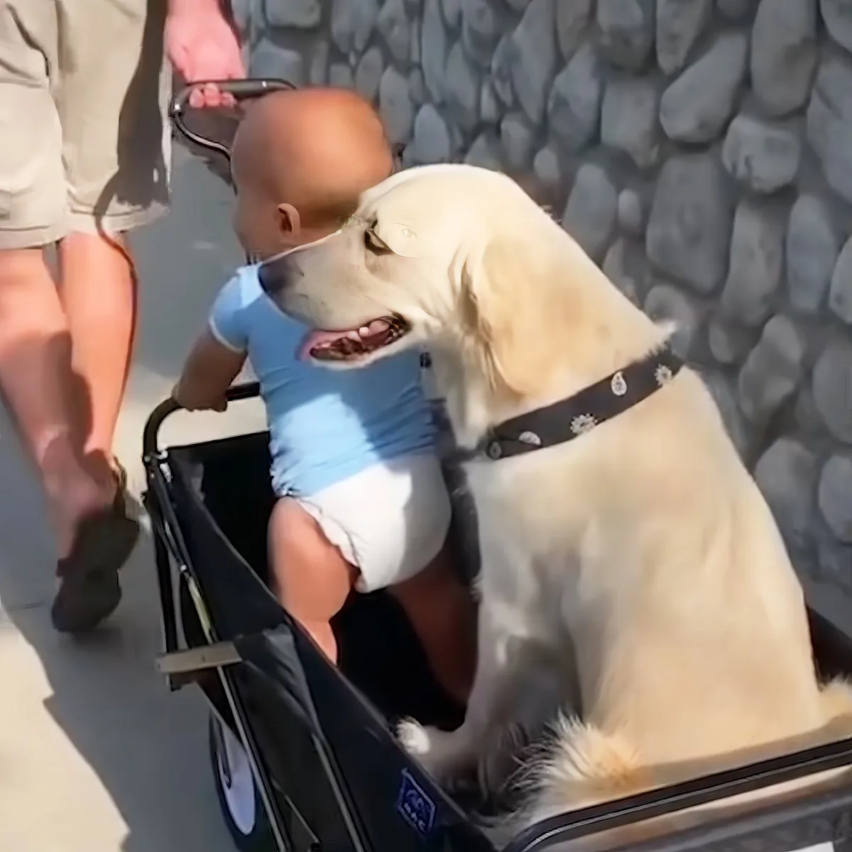 Golden Retriever and baby
