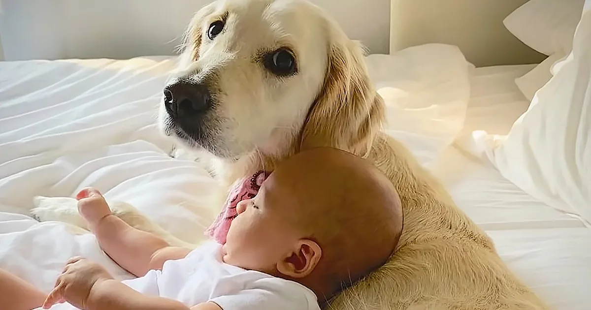 Golden Retriever Nanny Adorably Watches Over Human Siblings