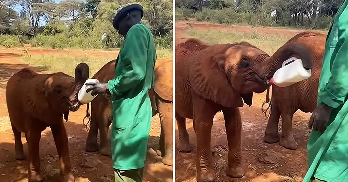 A baby elephant being bottle-fed by a person in green, surrounded by other elephants.