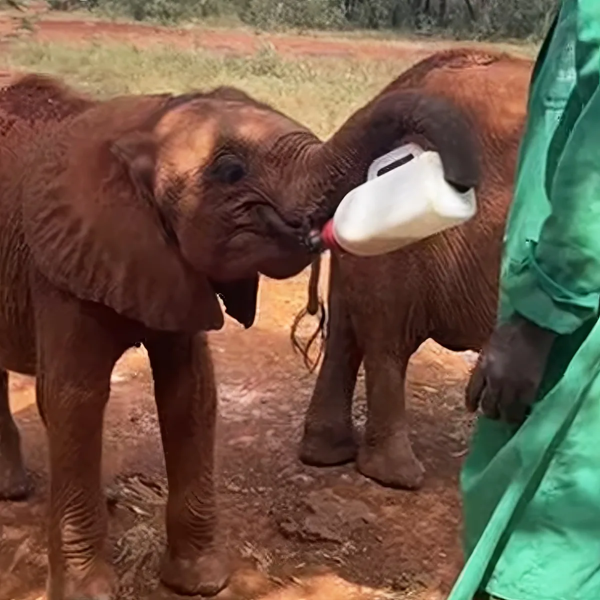 Orphaned baby elephant