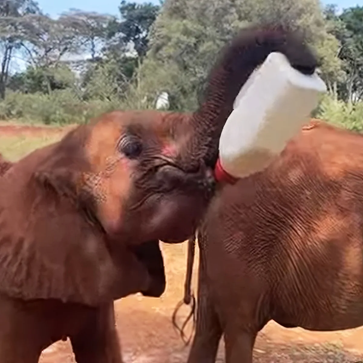 Orphaned baby elephant