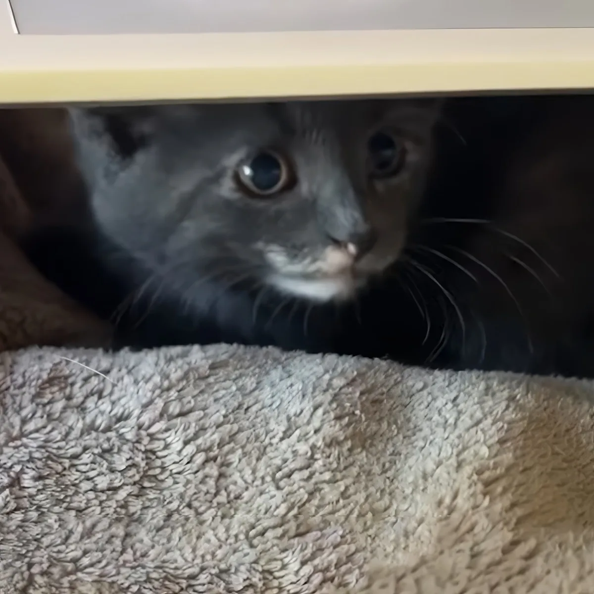 A curious gray kitten with striking blue eyes peers out from under a shelf, surrounded by soft, textured fabric.