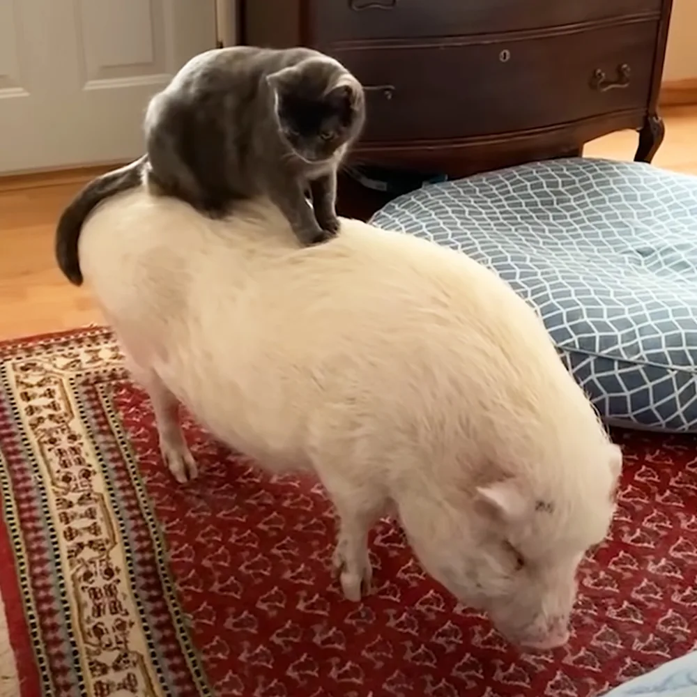 Kitten and rescued pig
