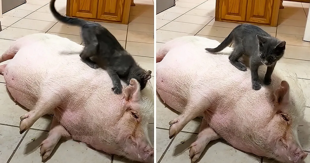 Kitten Wins Rescued Pig Sister's Heart, Rides on Her Back