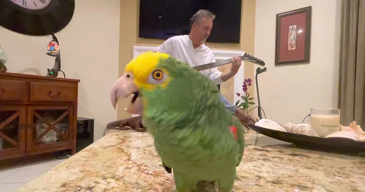Singing Parrot Performs 'Surrender' by Cheap Trick in Adorable Home Movie