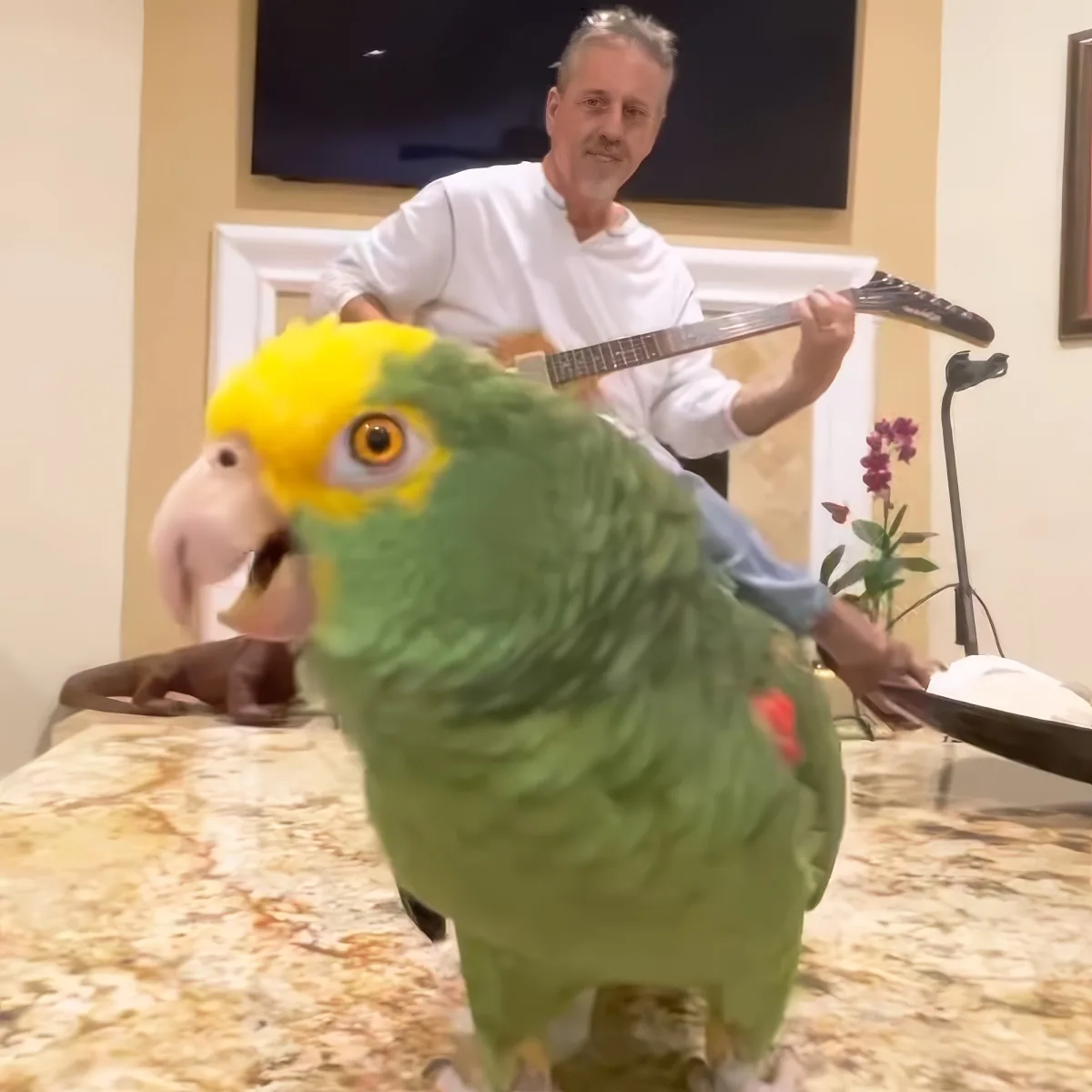 A vibrant green parrot with a yellow head perches on a marble surface, while a man plays guitar in the background.