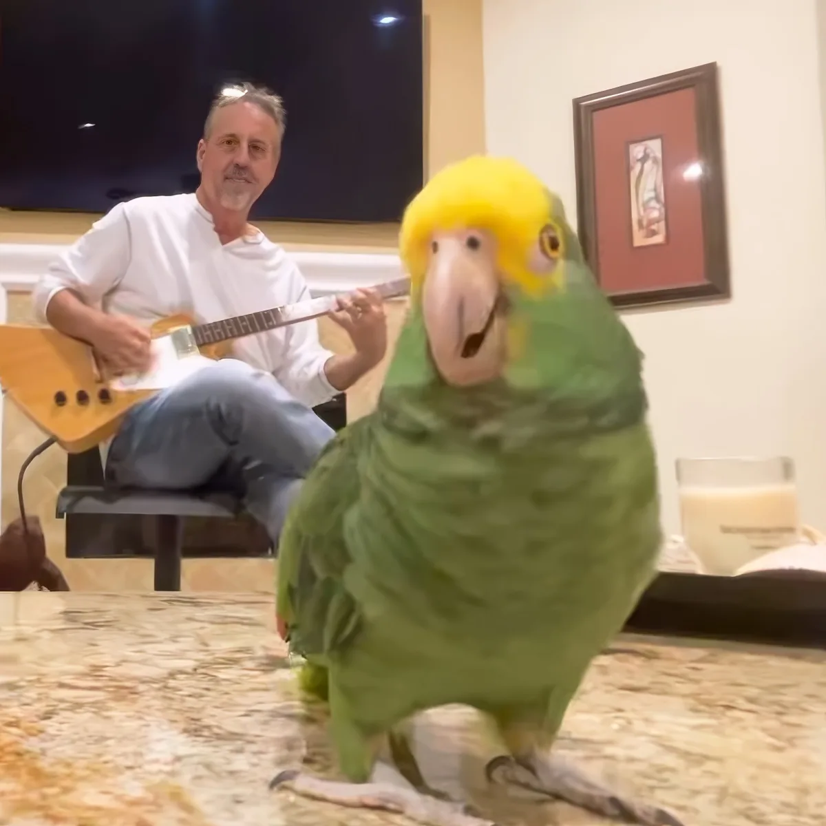 A vibrant green parrot with a yellow head perches on a table, while a man in the background plays a guitar.