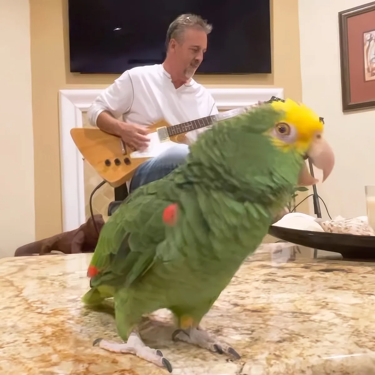 A vibrant green parrot with yellow head perches on a marble surface, while a man plays a guitar in the background.