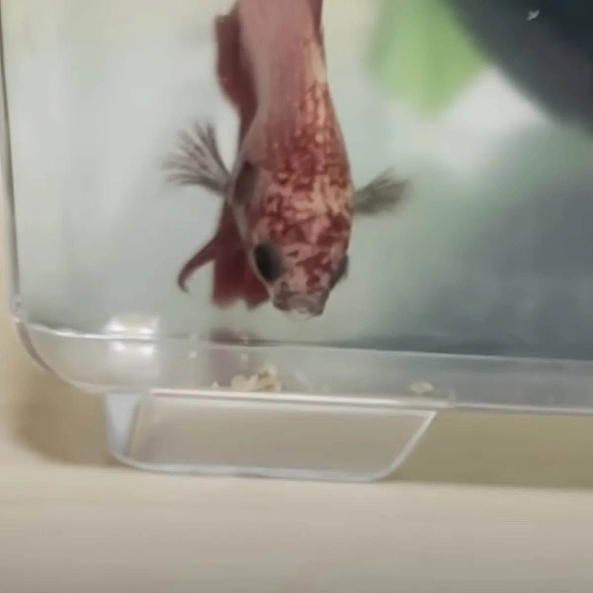 A fish with red and white patterns swims near a clear container with food inside.