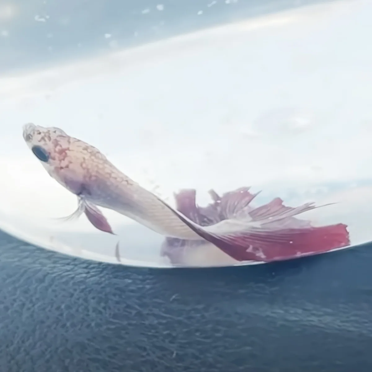 A fish with a white body and red tail is swimming in water, its fins and scales clearly visible.