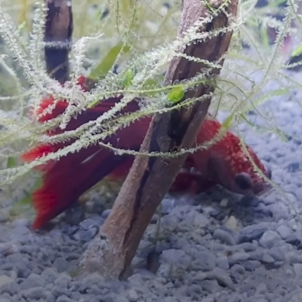 A vibrant red betta fish swims near a wooden stick amidst aquatic plants in a gravelly tank.