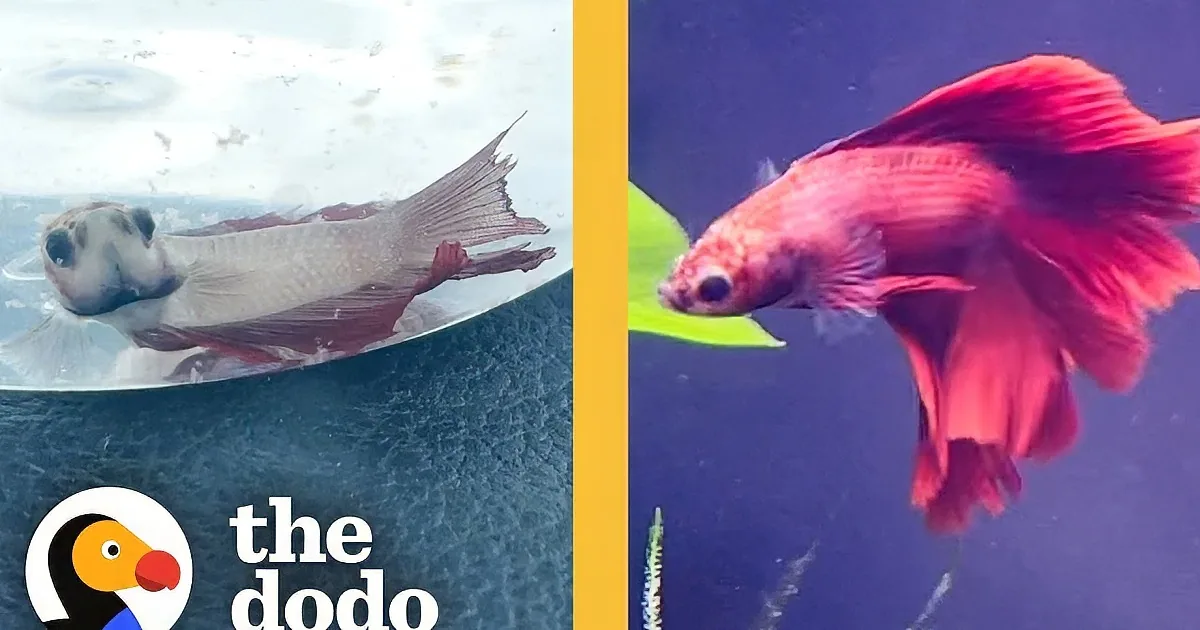 Miracle-Working Girl Helps Her Betta Fish Regrow His Missing Tail