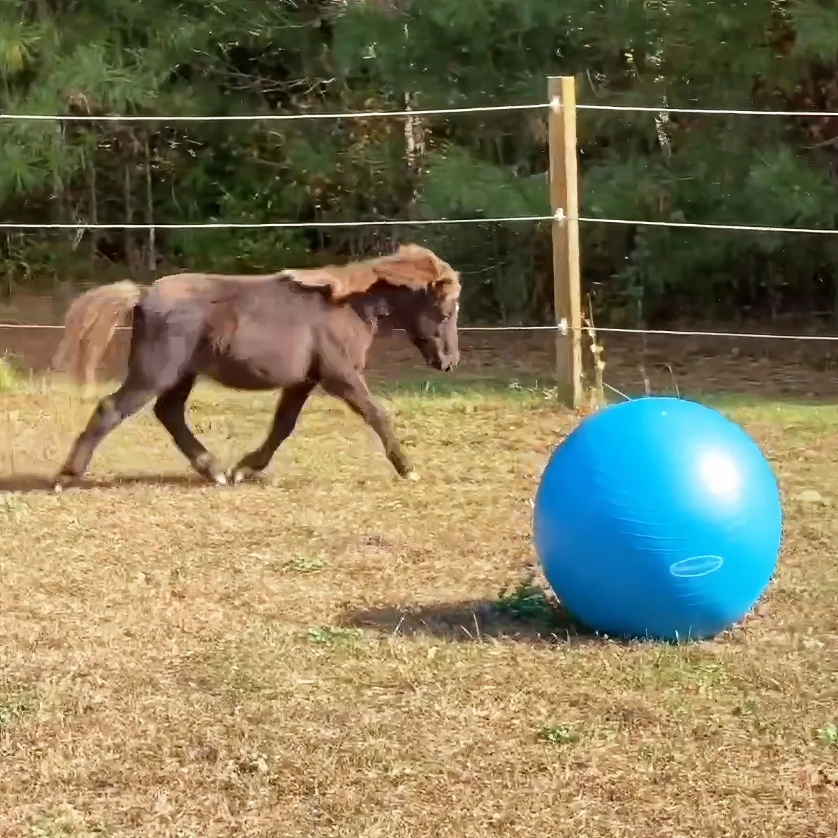 A brown horse walks past a large blue exercise ball in a fenced pasture.