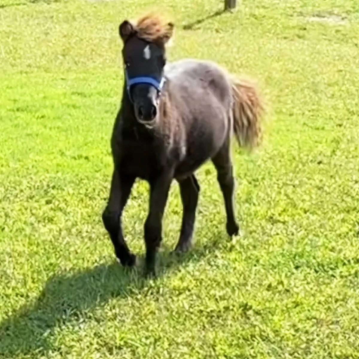 A small black pony with a blue halter stands on a lush green grassy field.