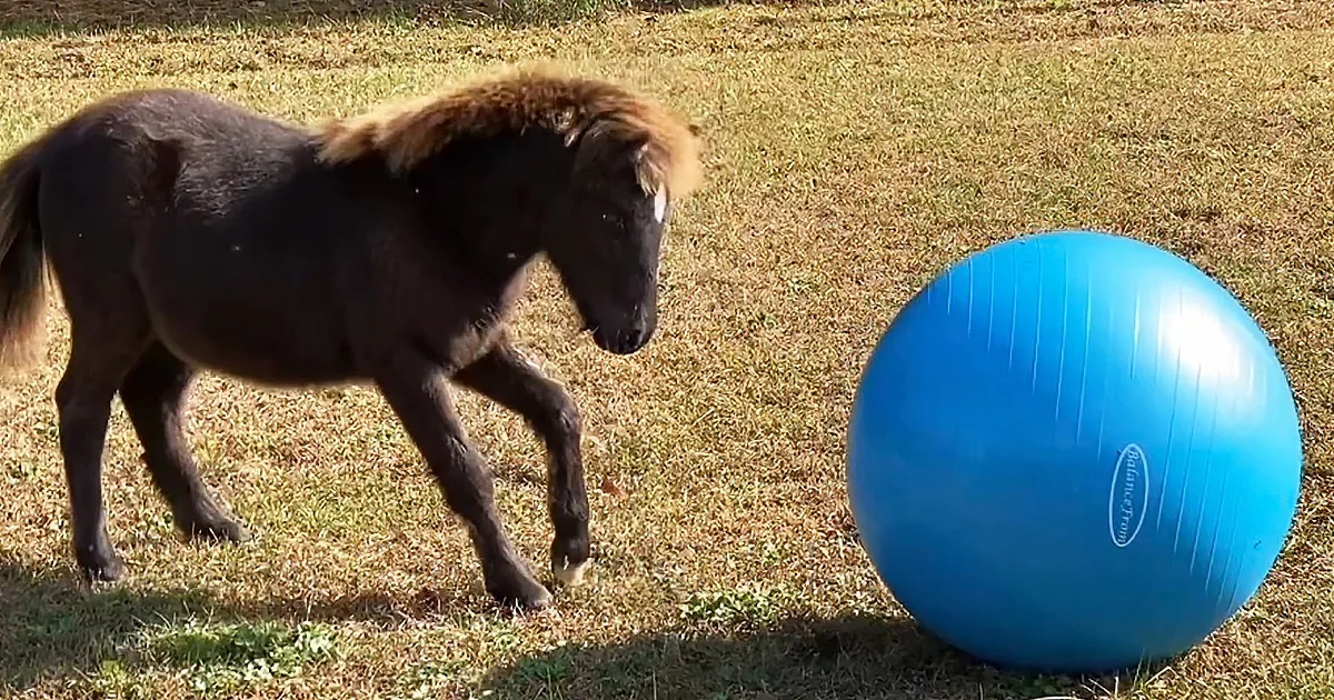 Mini Horse Can''t Contain His Excitement When He Sees His Birthday Present