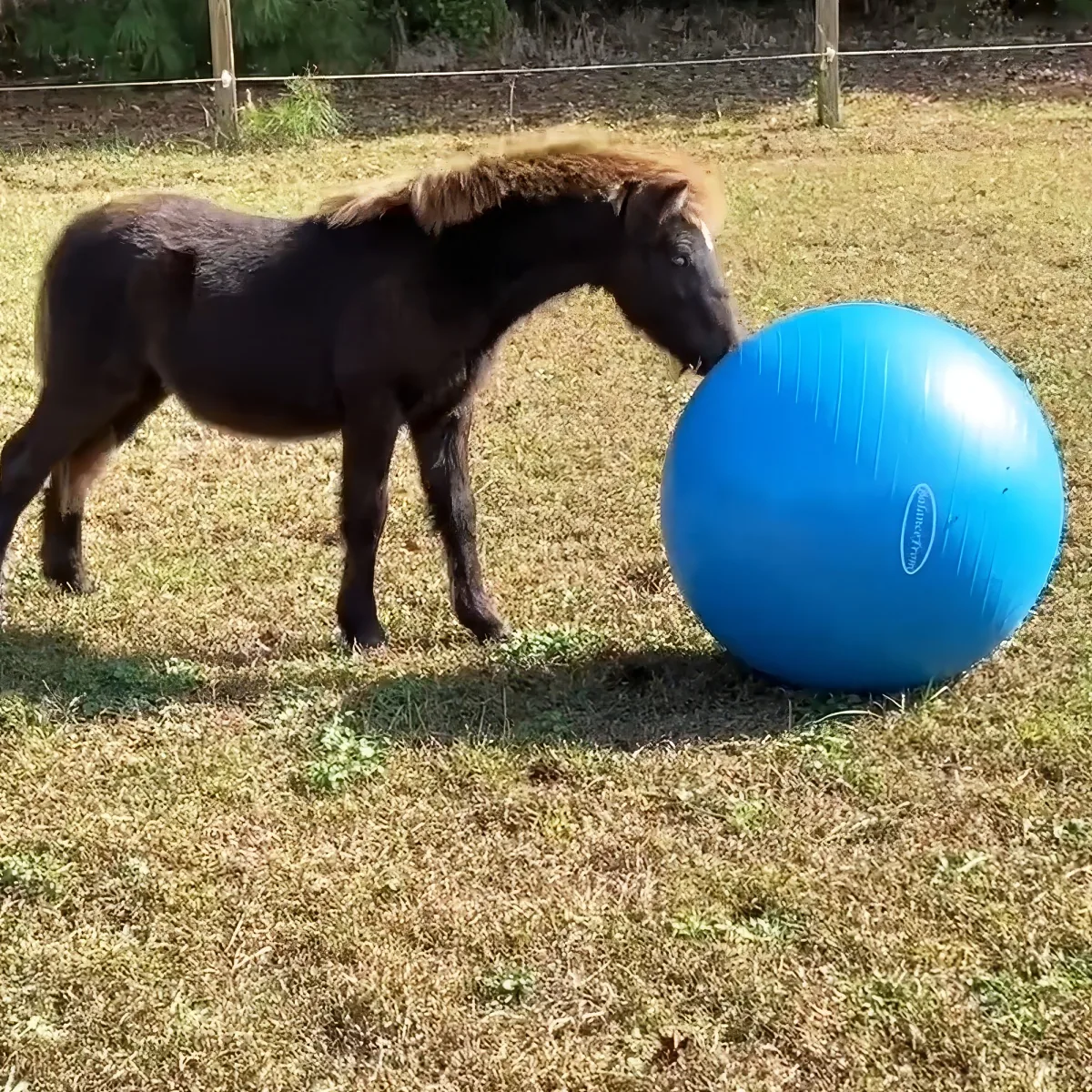 A small pony stands on grass near a large blue exercise ball.