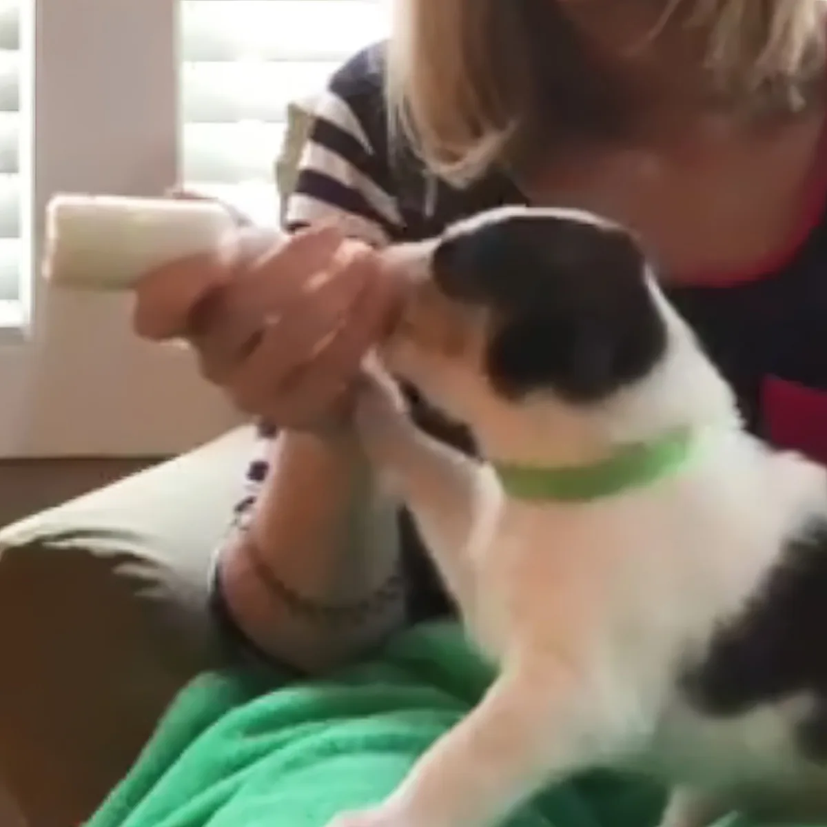 A person holds a small white object while a black and white dog with a green collar looks up.