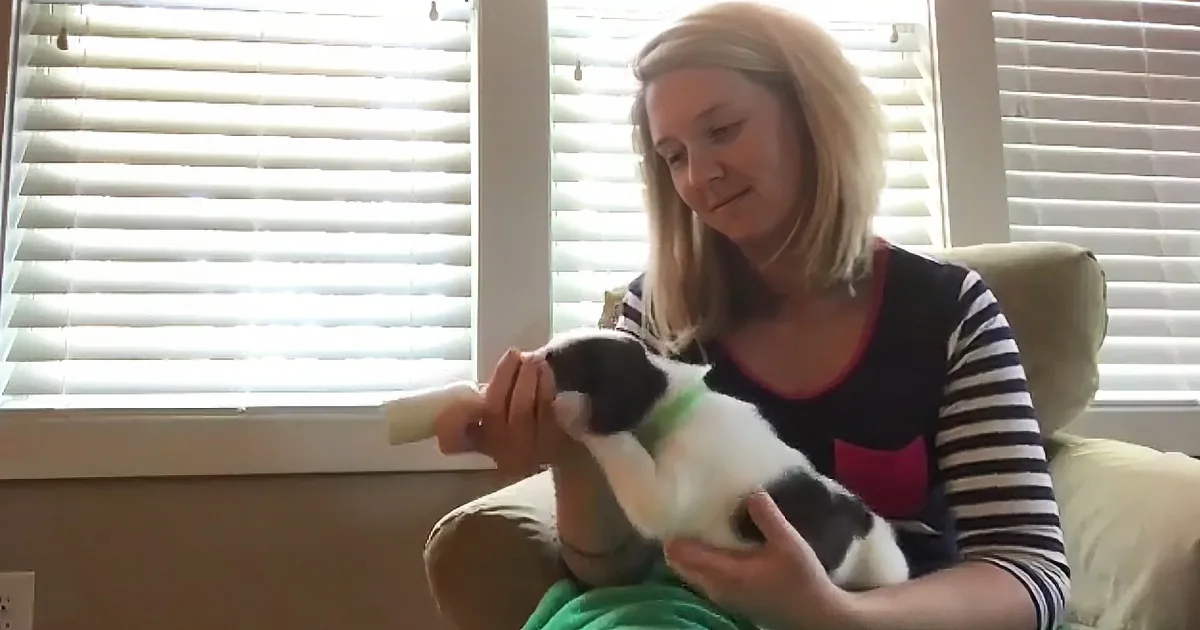 A woman sits in a chair, holding a small black-and-white kitten and feeding it with a bottle.