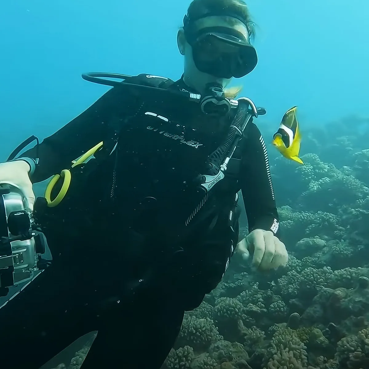 Fish and diver