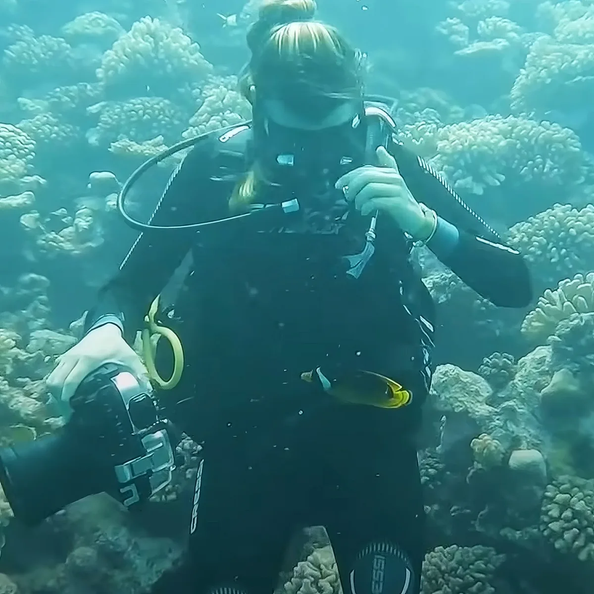 Fish and diver