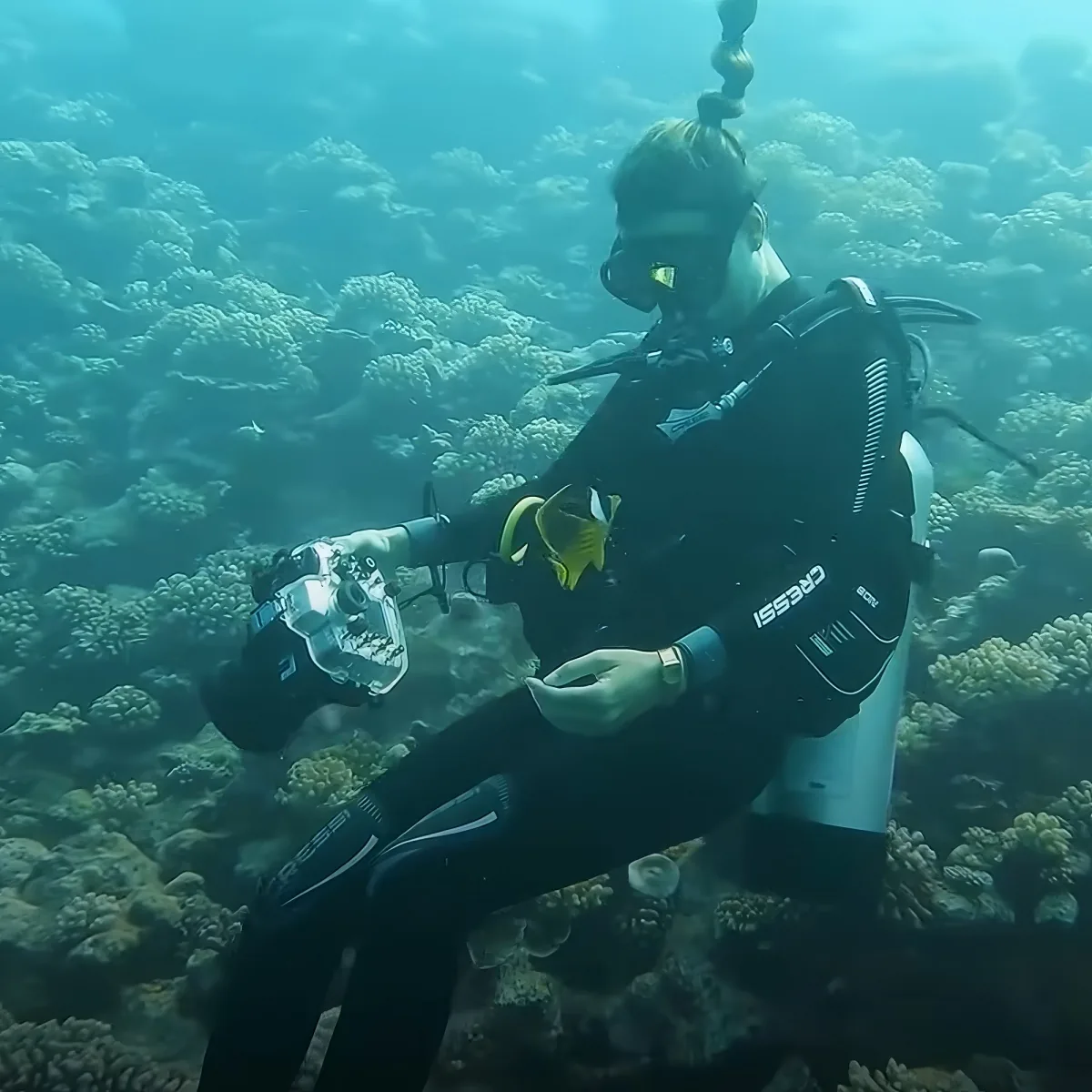 Fish and diver