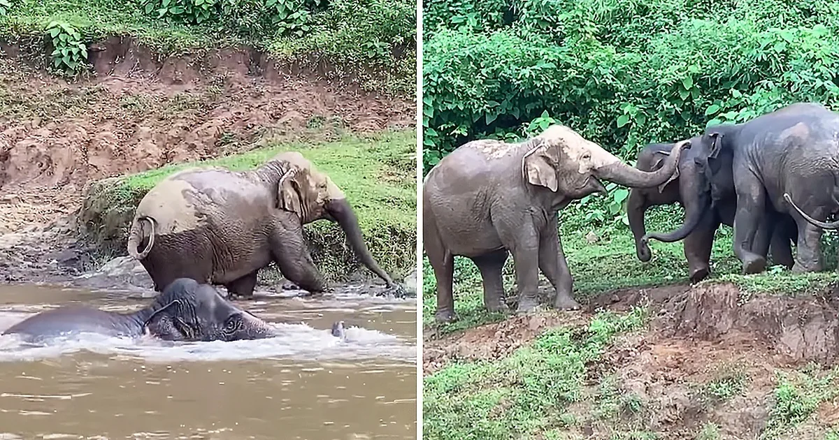 Elephants playfully interact near a muddy water body, with one partially submerged and others touching trunks.
