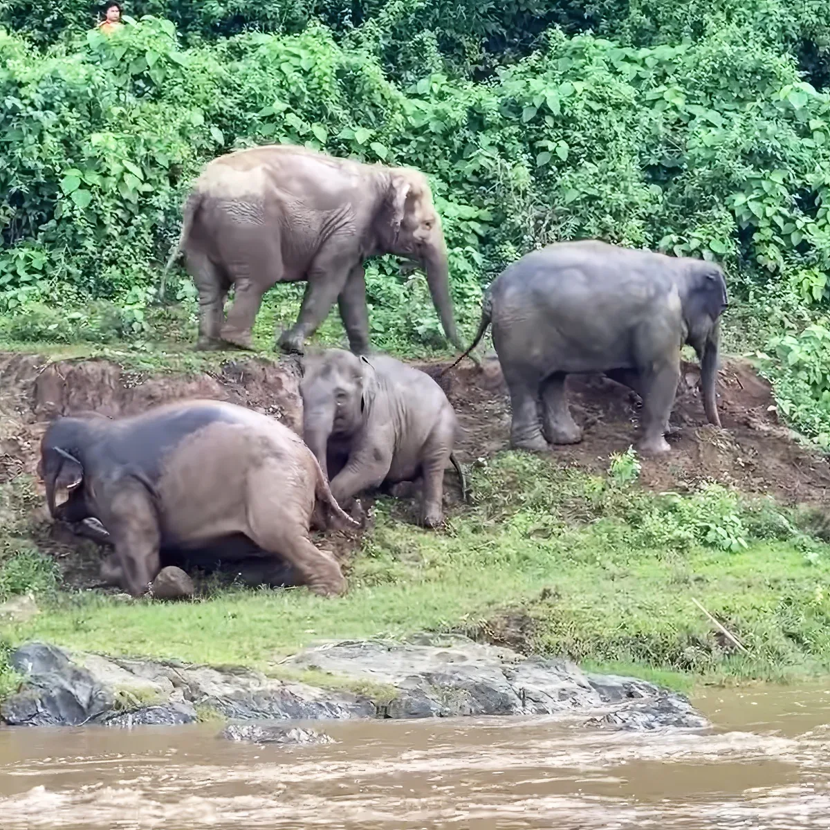Four elephants, one sitting, two lying down, and one standing, near a river with lush greenery in the background.