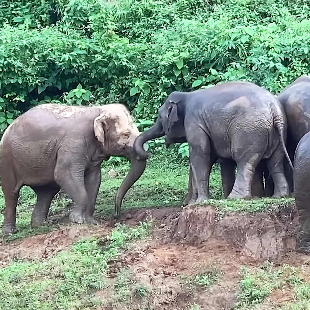 Two elephants interact, one using its trunk to touch the other's head in a lush green setting.