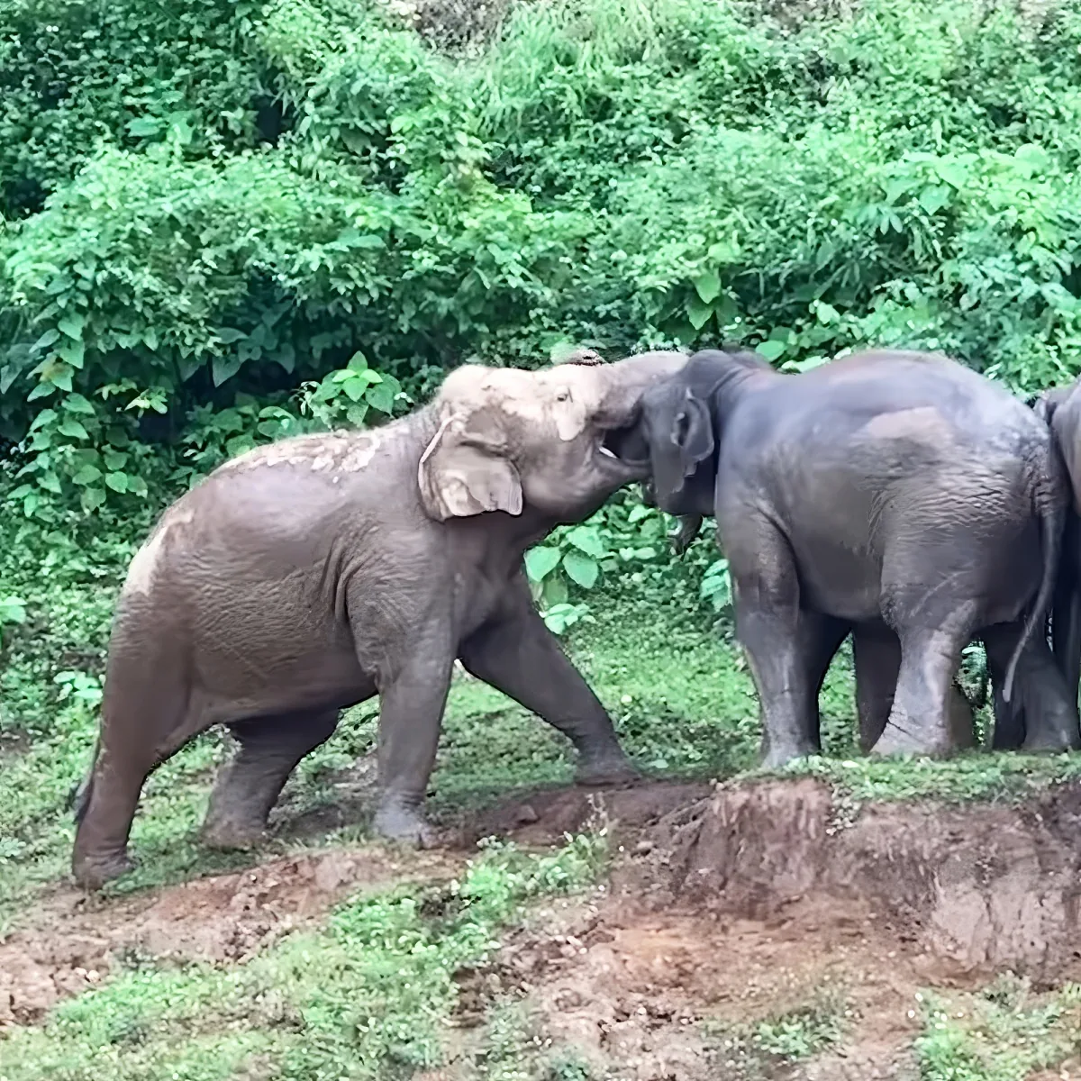 Two elephants are playfully interacting in a lush green forest setting.