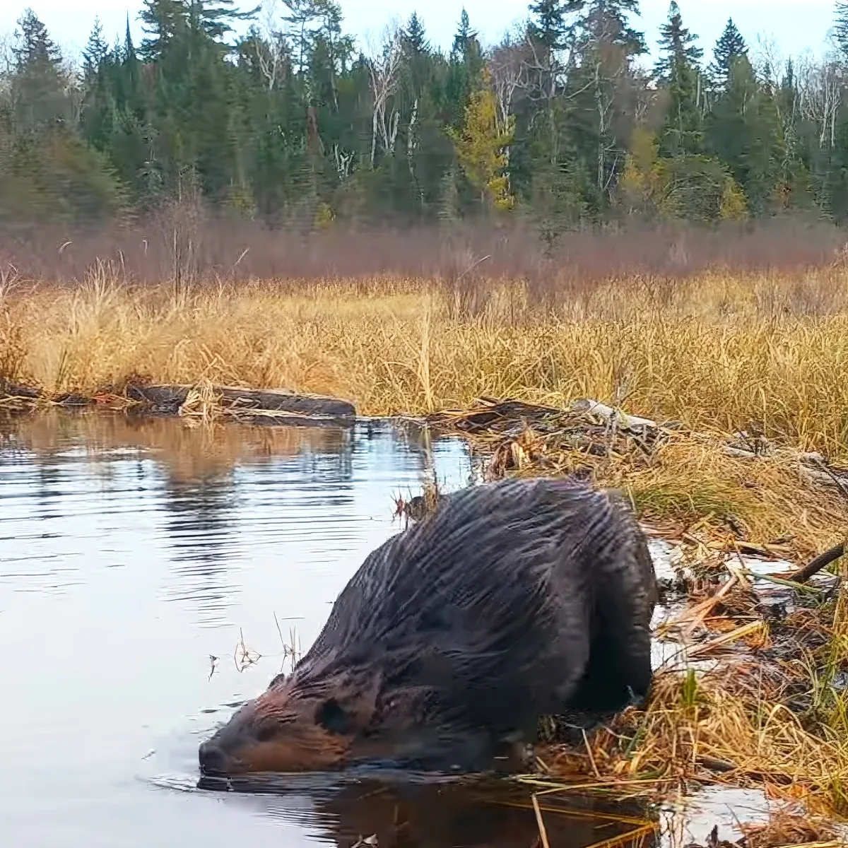 A beaver is partially submerged in water near a grassy bank with trees in the background.