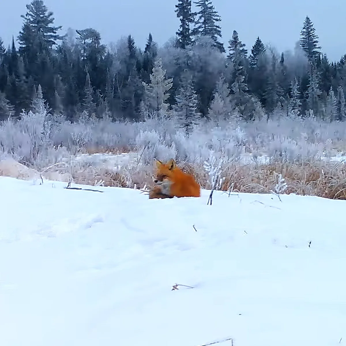 A fox rests in a snowy field with frost-covered trees in the background.