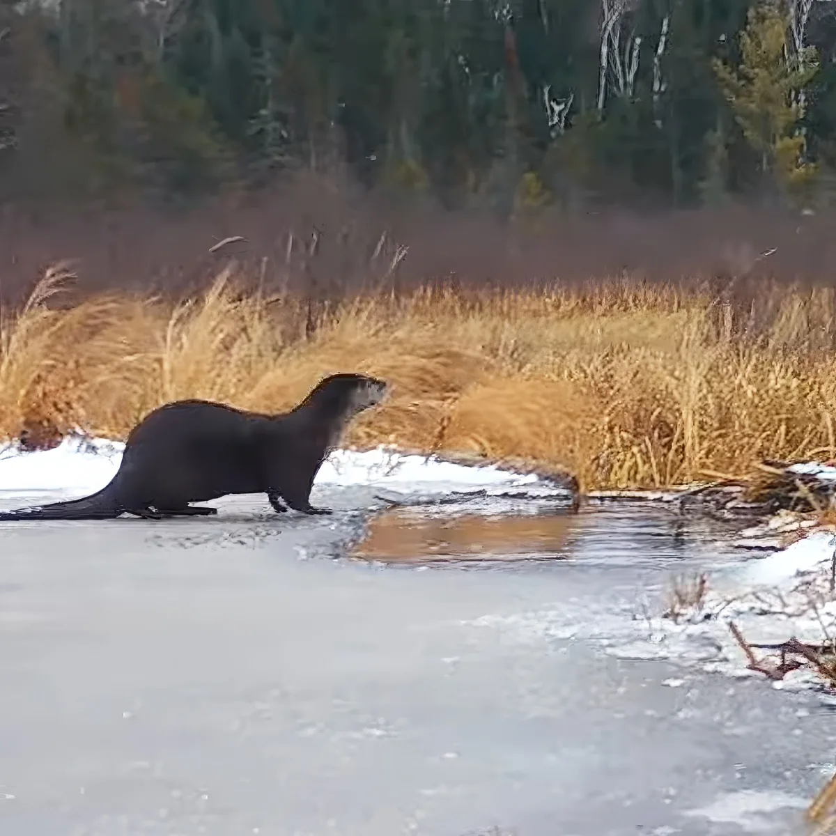 An otter stands on ice near a snowy riverbank with dry grass and trees in the background.