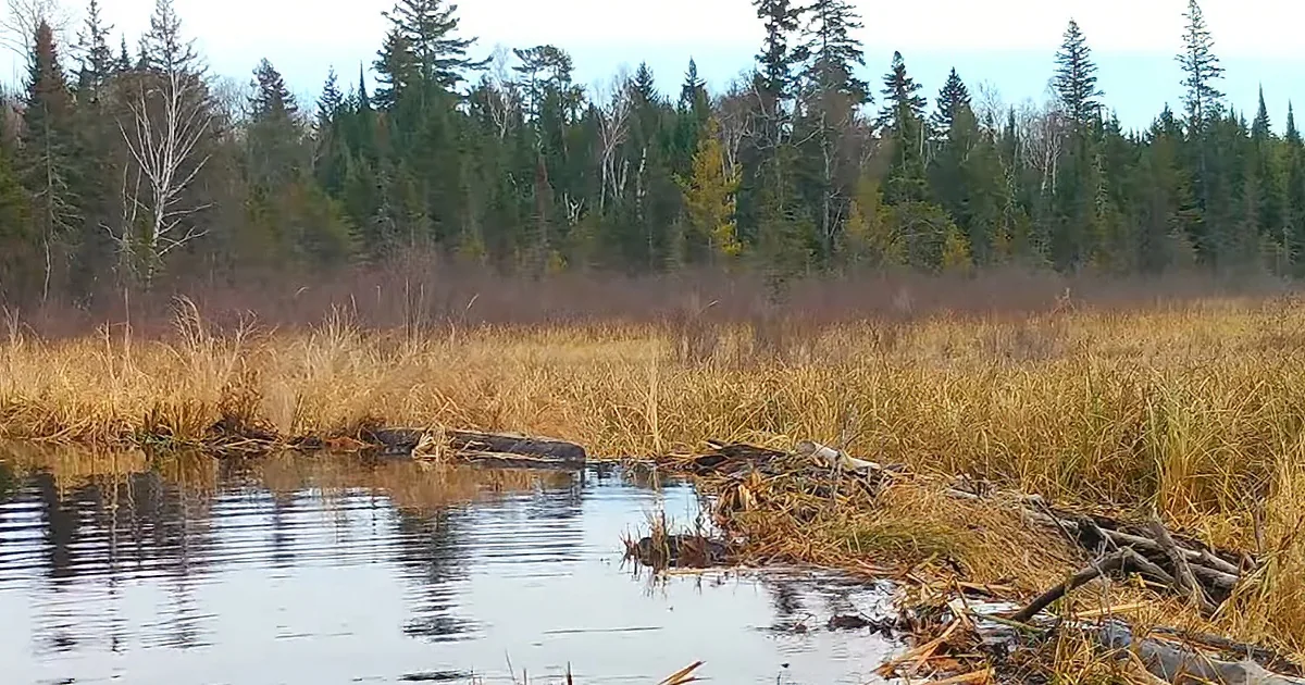 Majestic Animals Visit a Beaver Dam From Fall to Winter