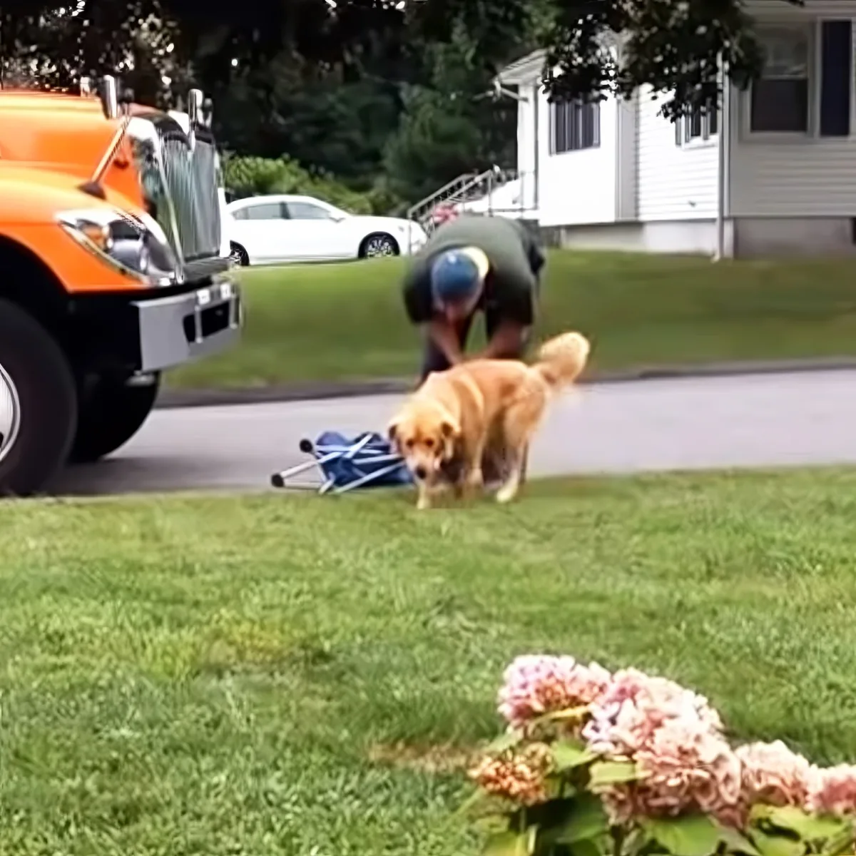 Garbageman and Golden Retriever