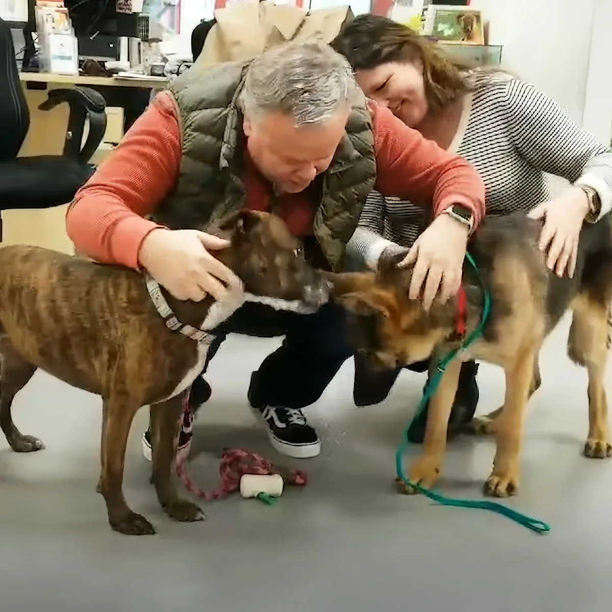 A man and woman are petting two dogs, one brindle and one German Shepherd, in an indoor setting.
