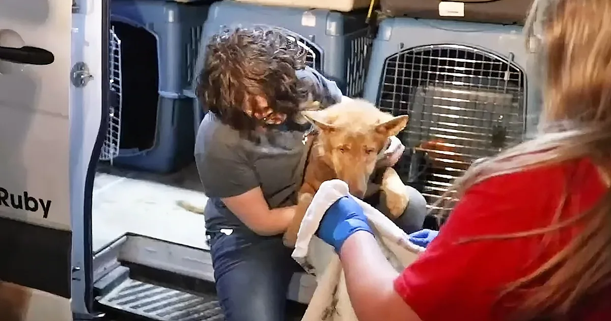 167 German Shepherds Are Rescued From a Life of Neglect