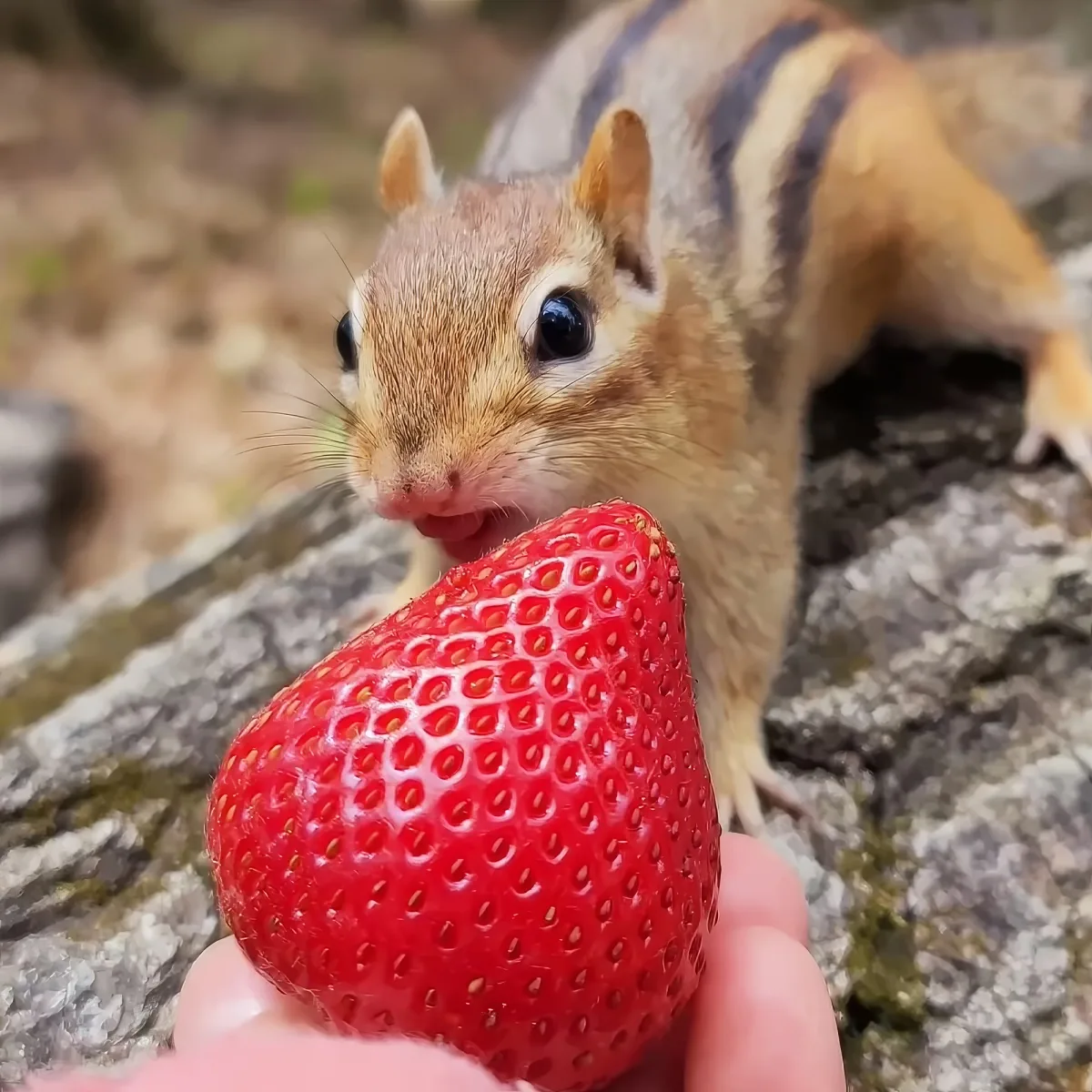A chipmunk is about to eat a large strawberry held by a person's hand.