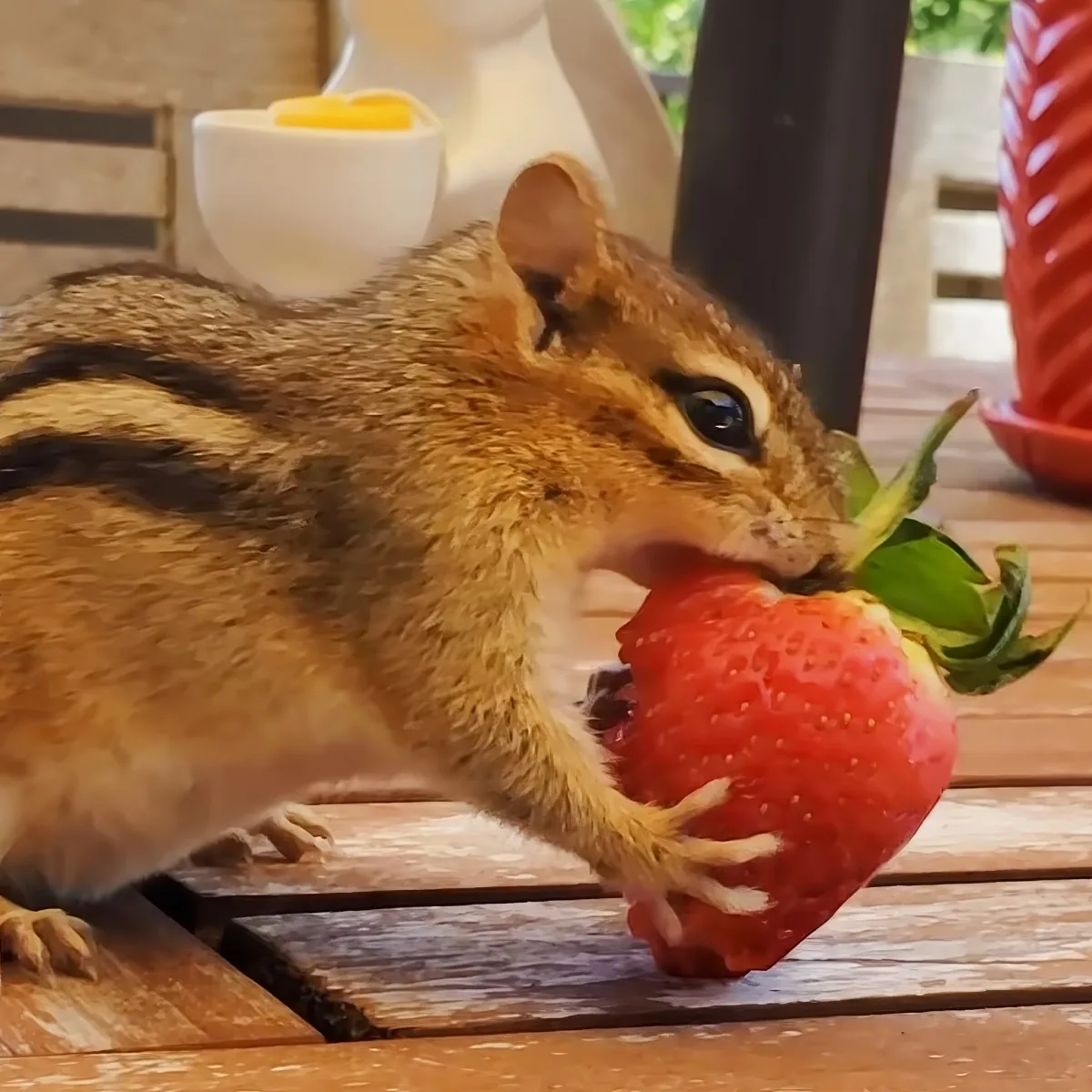 A chipmunk is holding and eating a strawberry on a wooden table.