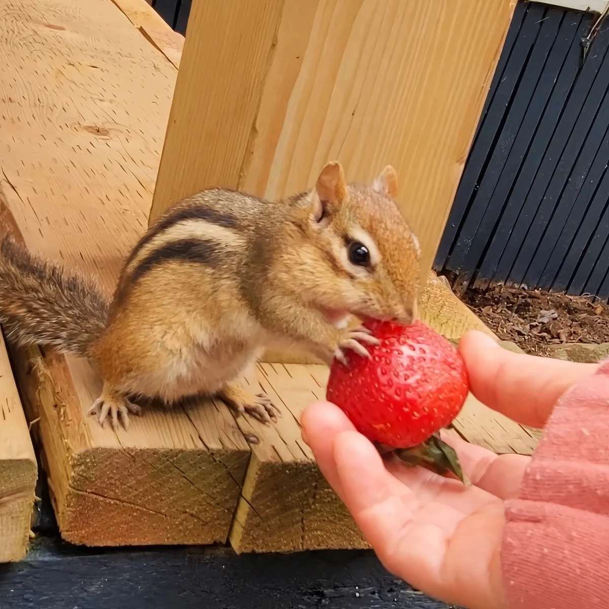 A chipmunk nibbles on a strawberry held by a person's hand on a wooden surface.