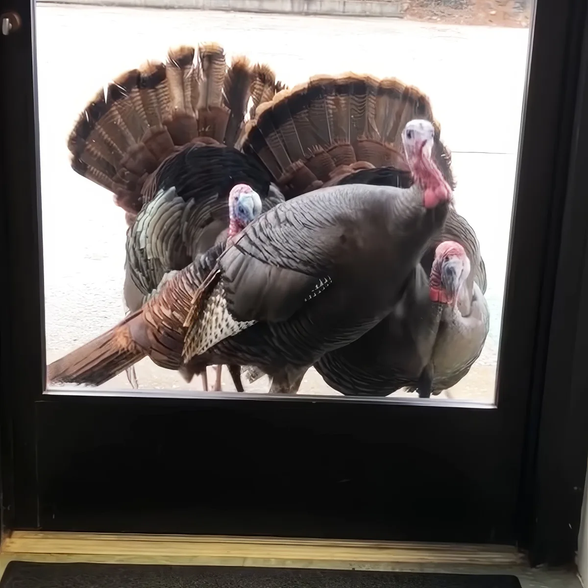 Four wild turkeys with fanned-out tails stand outside a glass door, peering in.