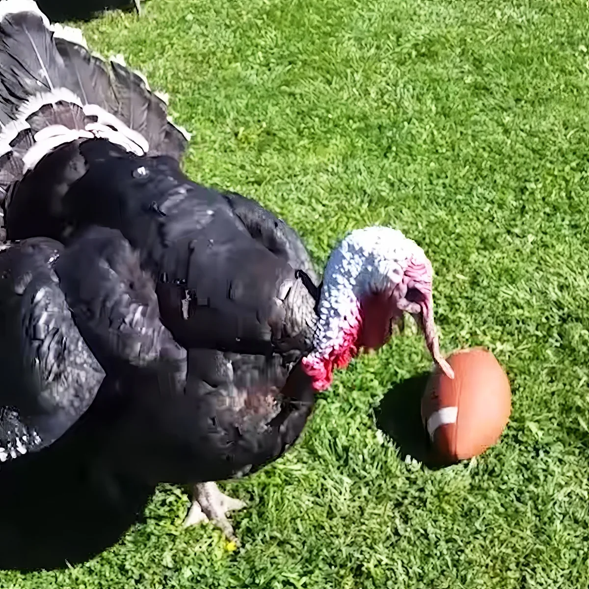 A turkey pecks at a football on a grassy field.