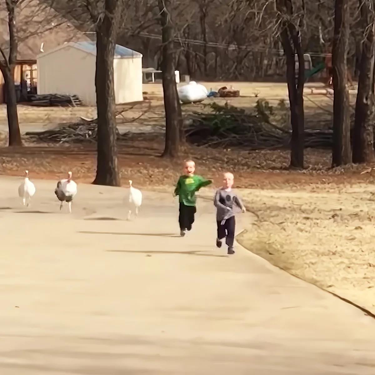 Turkeys and kids