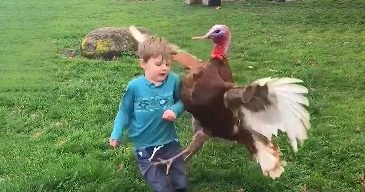 A young boy in a blue shirt stands next to a large turkey with a red comb and white feathers in a grassy field.