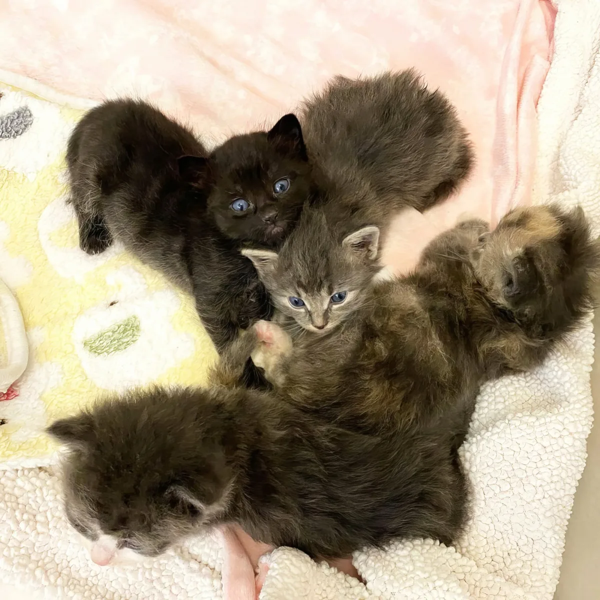 Four adorable kittens cuddled together on a soft blanket, looking up with curious eyes.