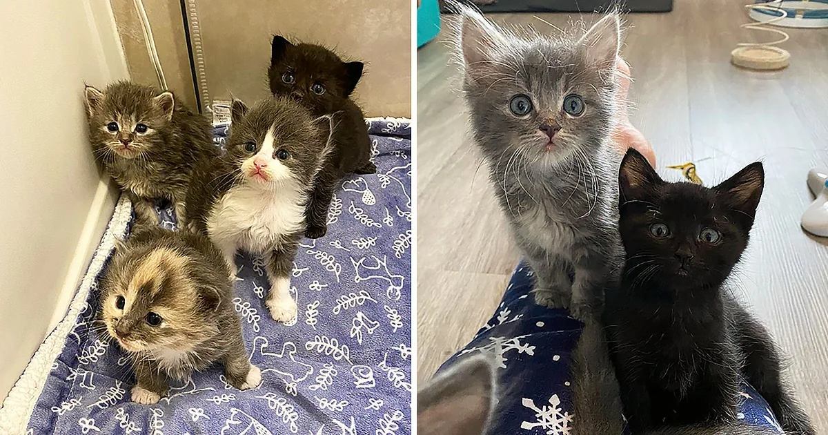 Four kittens, two pairs, one gray and white, one black and white, sitting on a blue blanket.