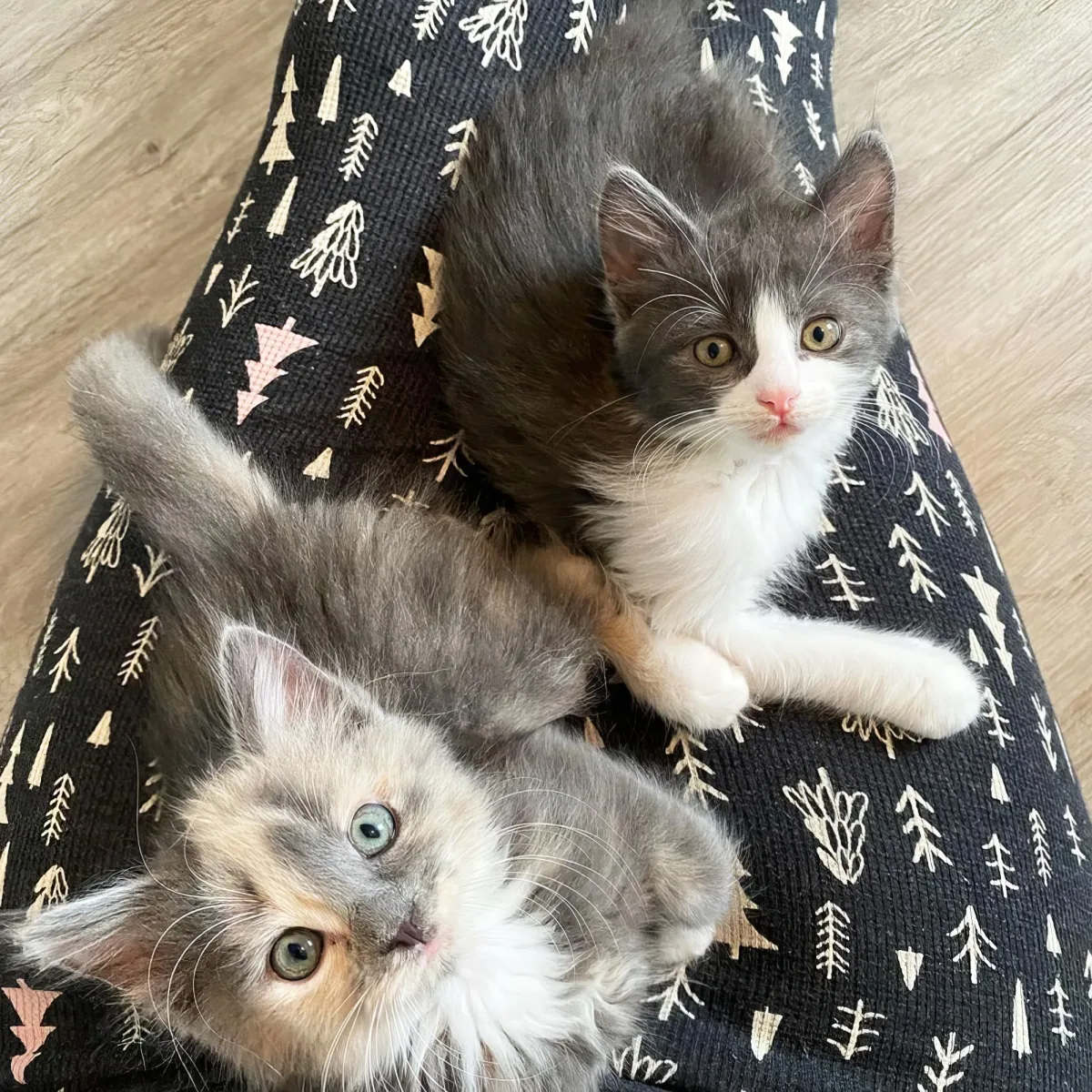 Two fluffy kittens, one gray and white, the other light brown and white, rest on a person's lap with a patterned blanket.