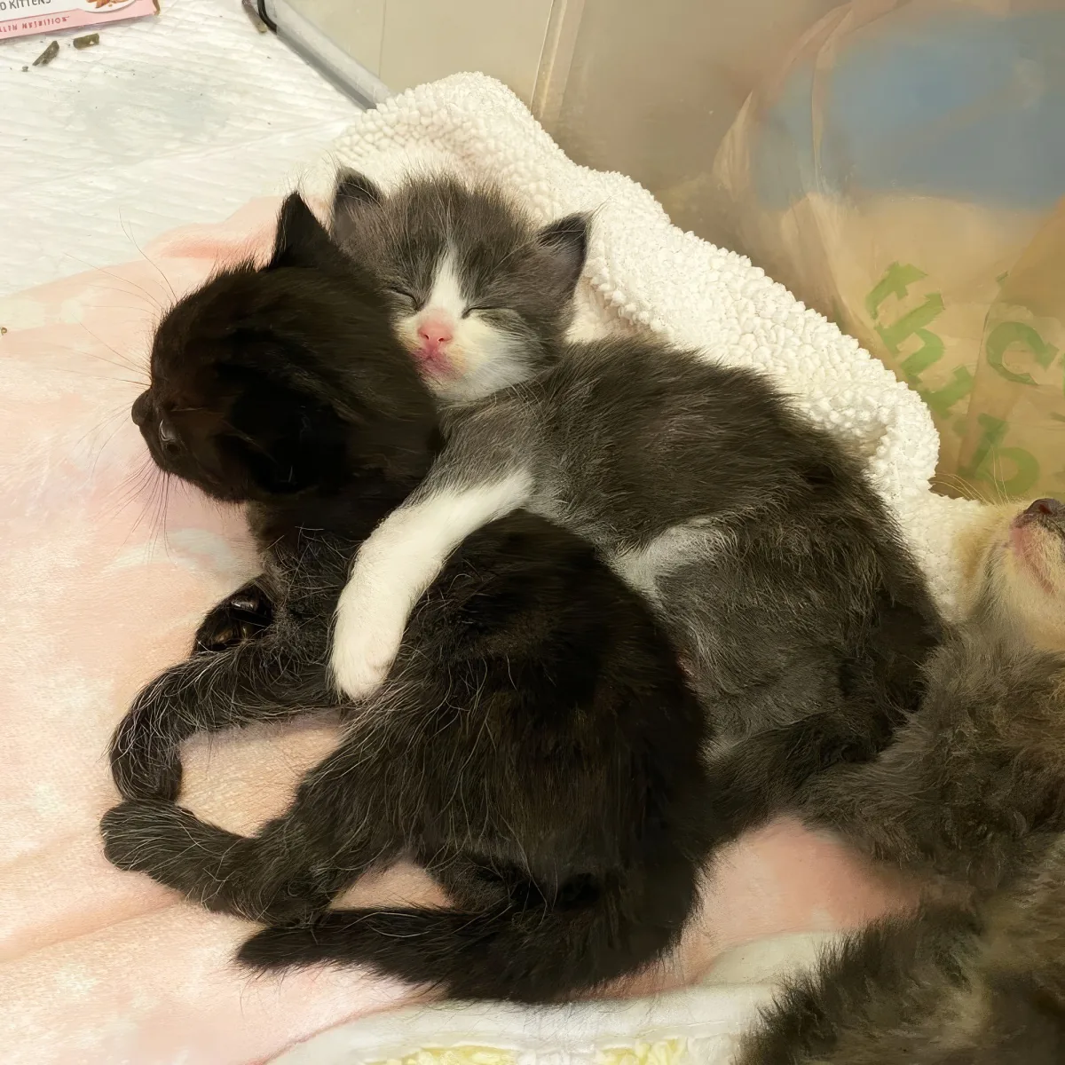 Two kittens, one black and one gray, cuddled together on a pink blanket, appearing to sleep peacefully.